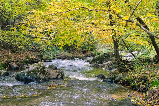 Peaceful stream flowing through autumn forest with vibrant leaves and rocks.